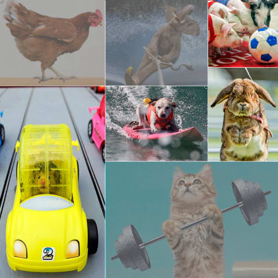 Animal Competitions: Real or Fake? - 9 - The answers!